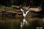 Aigrette garzette